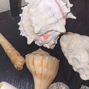 Natural Sea Shell assortment